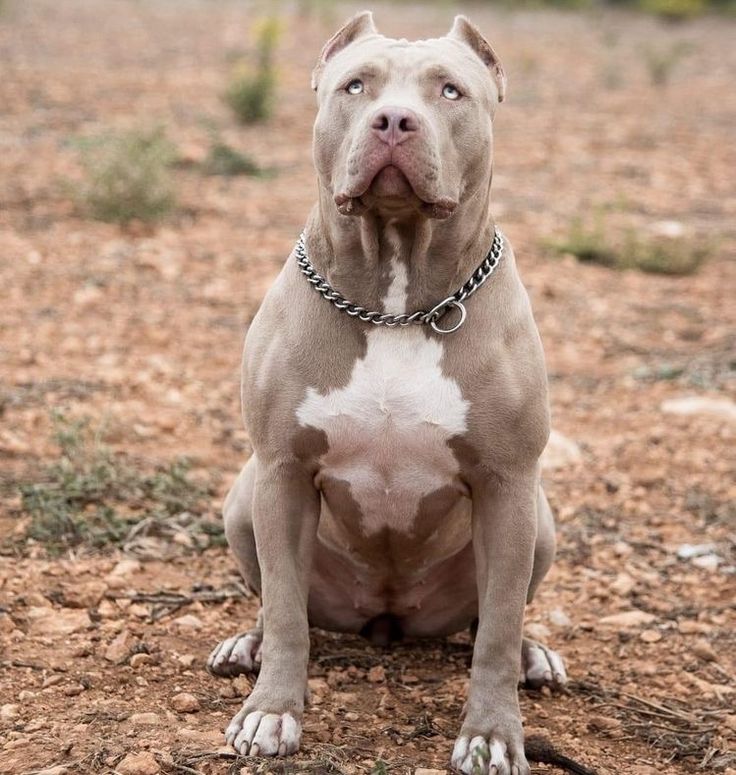 a brown and white pitbull sitting on top of a dry grass covered field