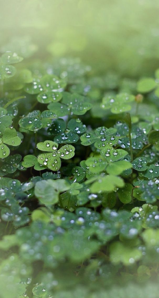 green leaves with drops of water on them