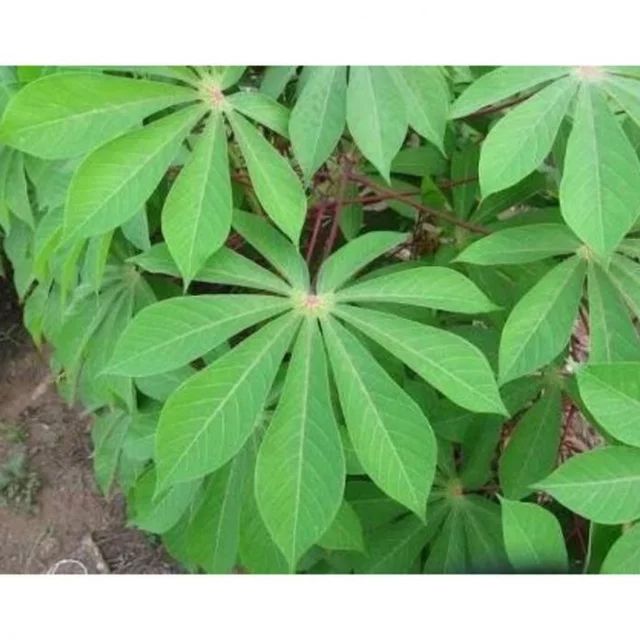 green leaves are growing in the garden