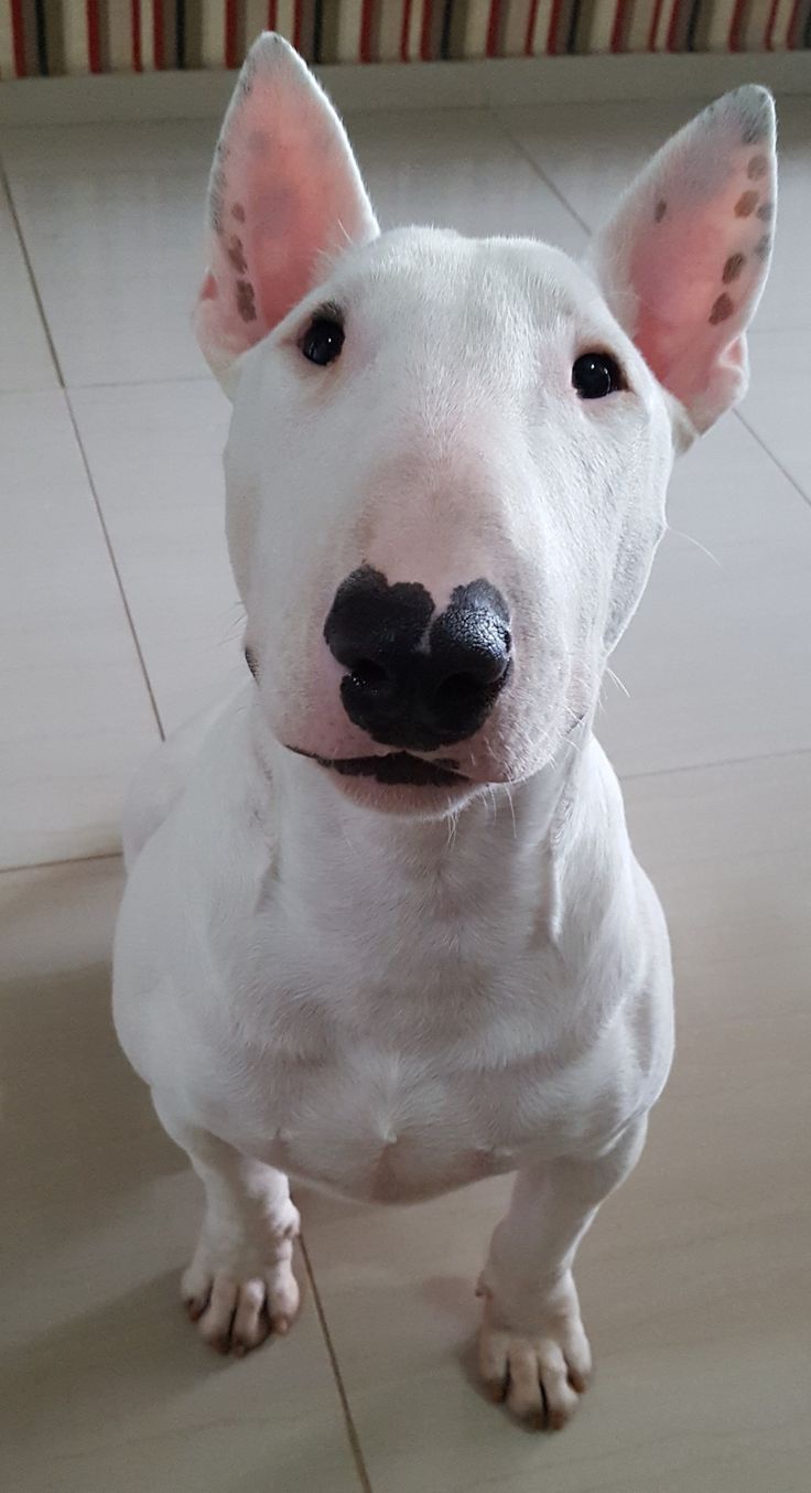 a white bull terrier is standing on the tile floor and looking at the camera