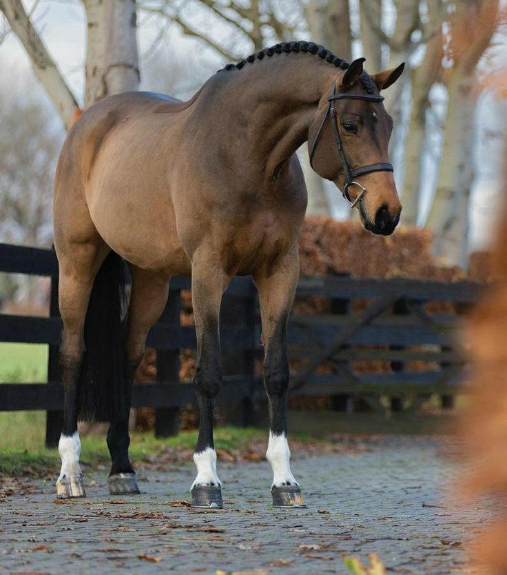 a brown horse standing on top of a dirt road next to a wooden fence and trees