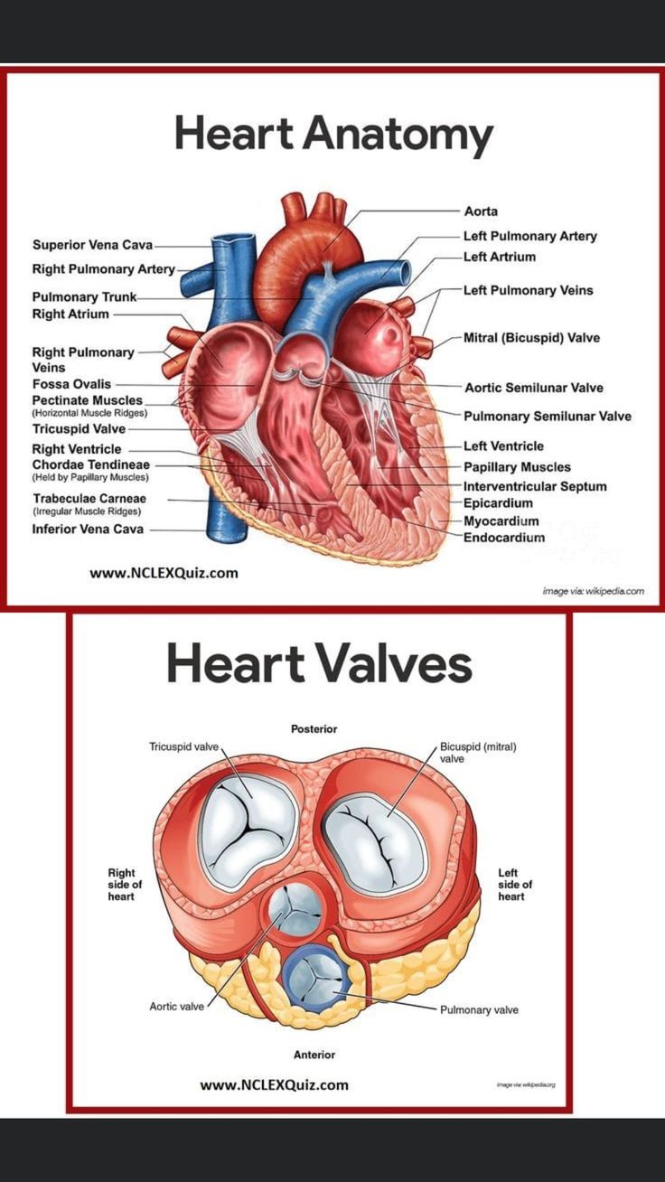 the heart and valves are labeled in two separate sections, each with their own labels