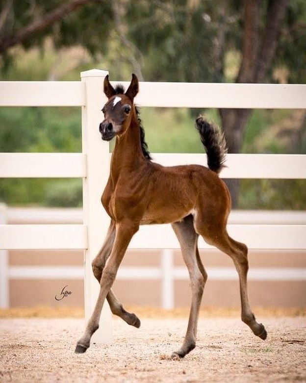 a young horse is running around in an enclosed area near a white fence and trees