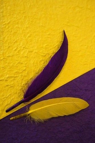 a purple and yellow feather resting on top of a piece of paper next to a wall