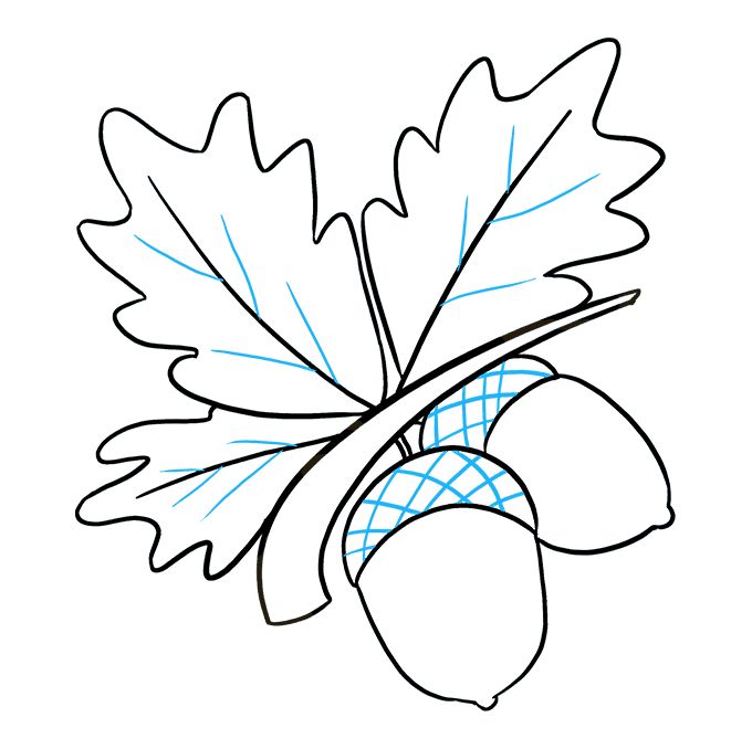 an oak leaf and acorn drawing