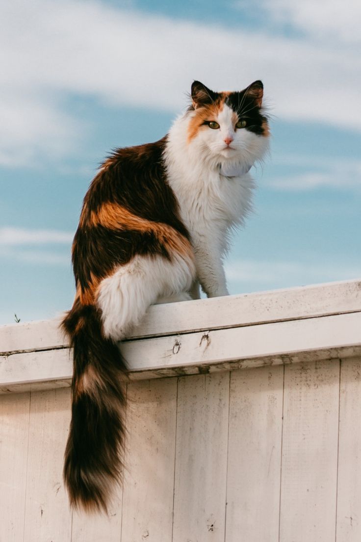 a cat sitting on top of a white fence