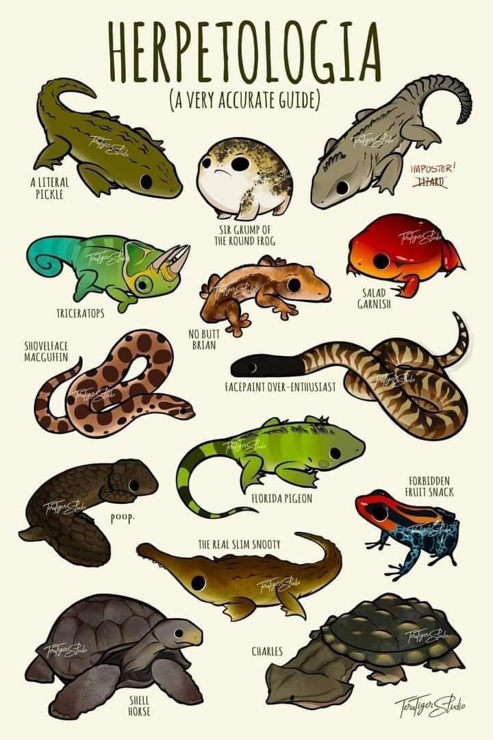 an illustrated poster with different types of lizards