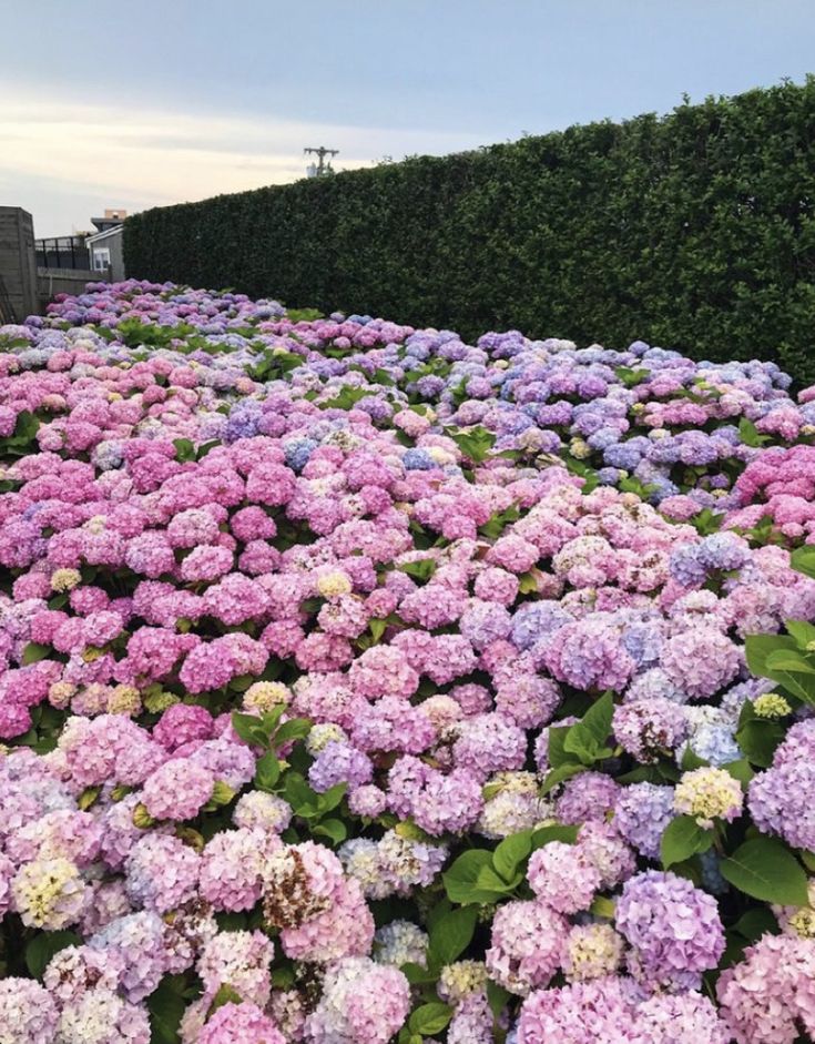 many pink and purple flowers are in the ground