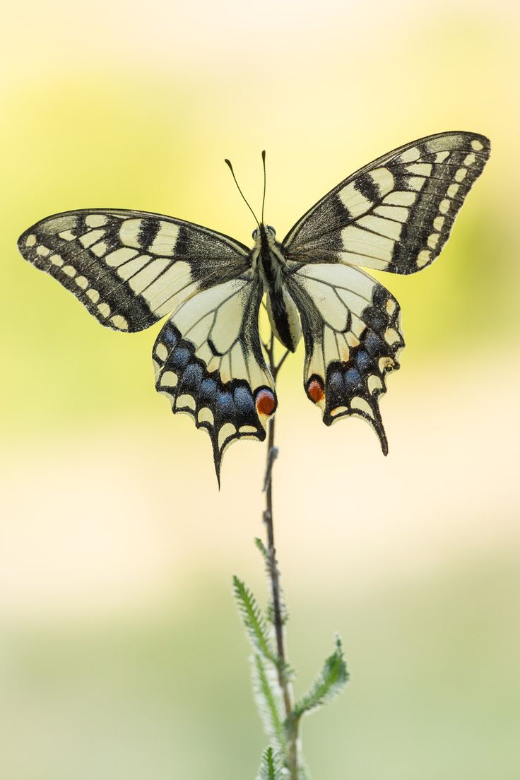 a white and black butterfly sitting on top of a plant