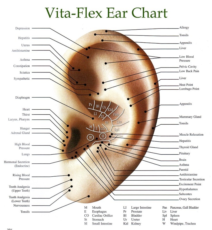 Vitaflex ear chart Reflexology Chart, Yl Essential Oils, Living Essentials Oils, Living Essentials, Young Living Oils, Oil Uses, Essential Oil Uses, Doterra Essential Oils, Reflexology