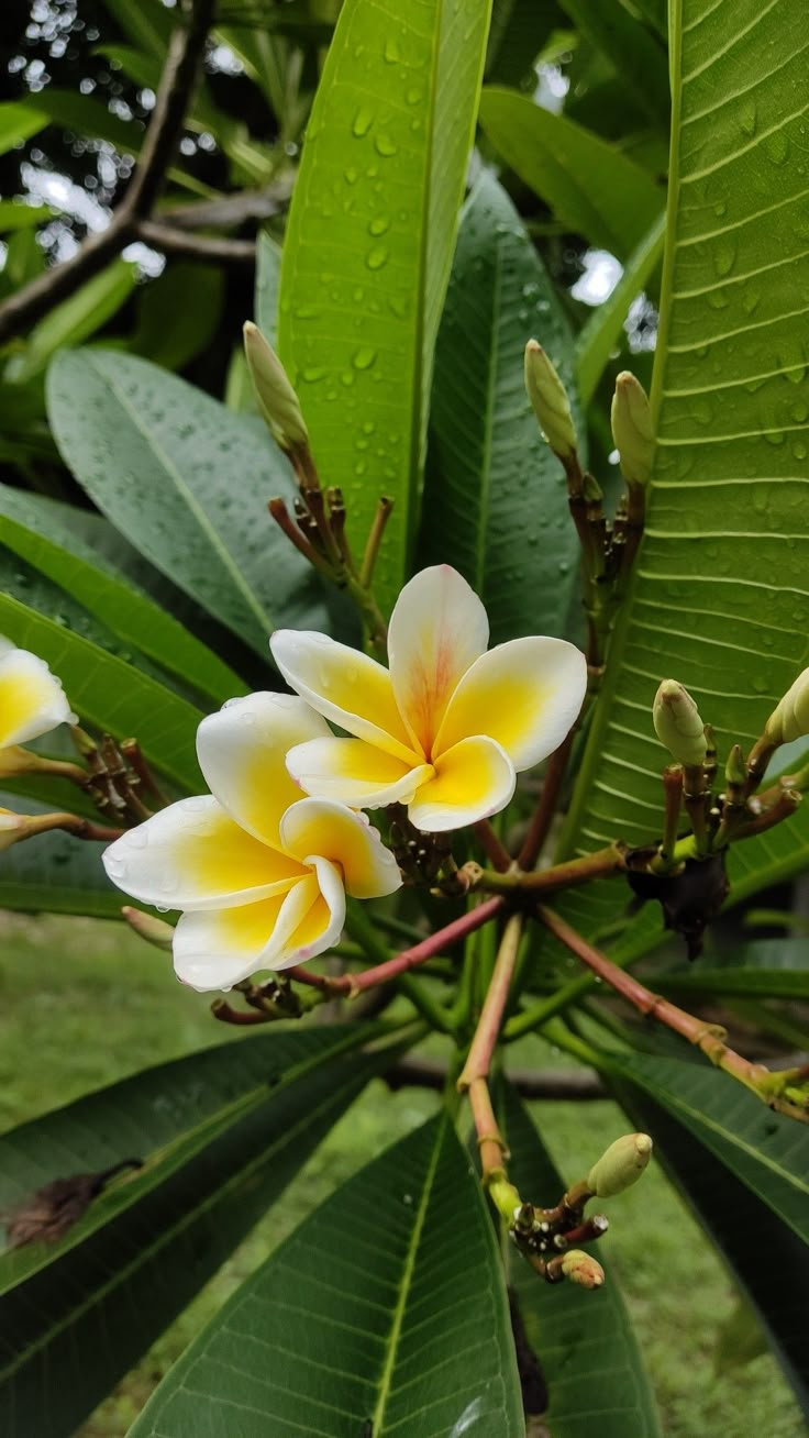 some yellow and white flowers on a tree