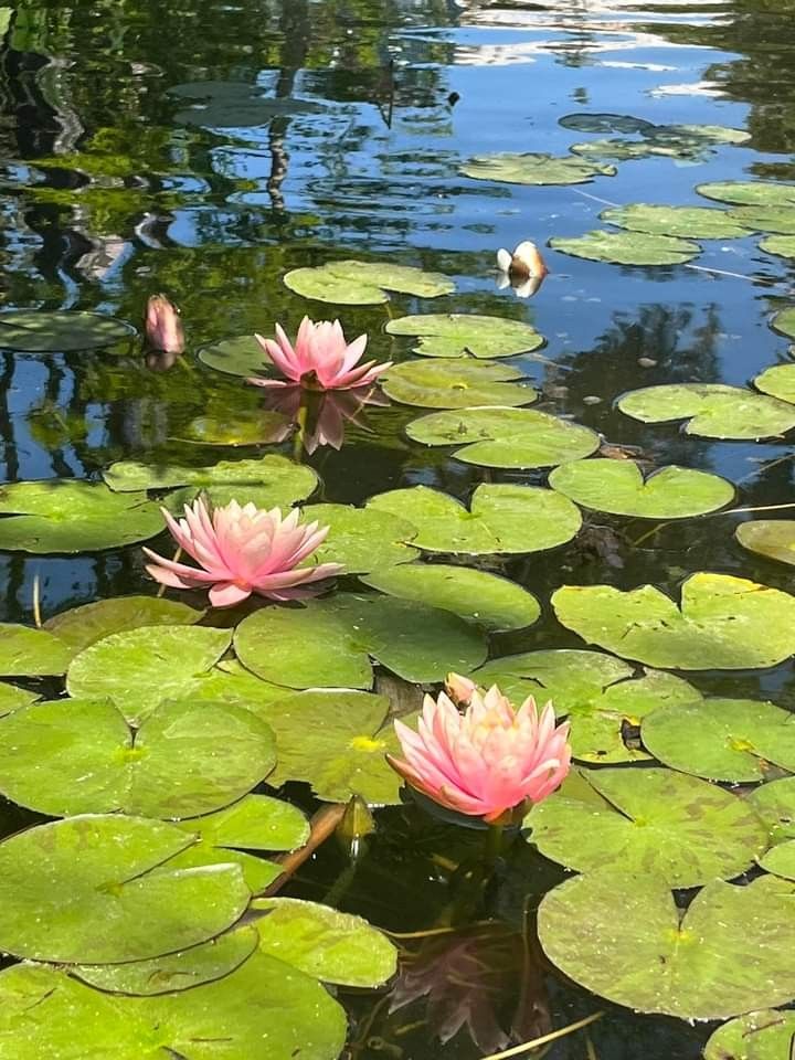 pink water lilies floating on top of green leaves