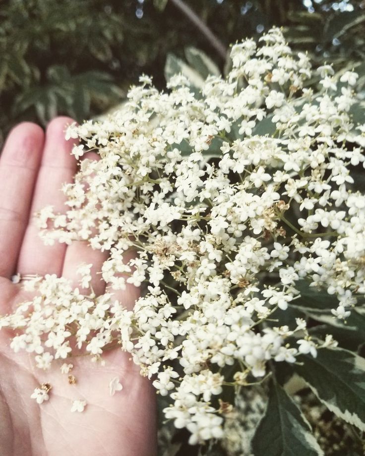 a hand holding some white flowers in it