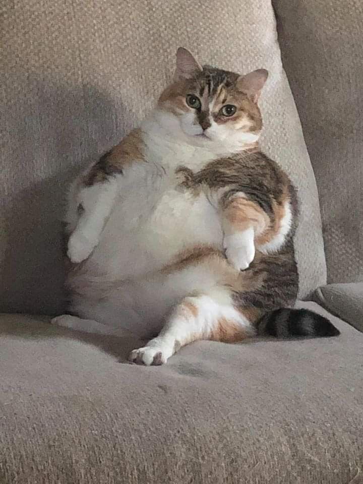 a cat sitting on top of a couch with its paws in the air