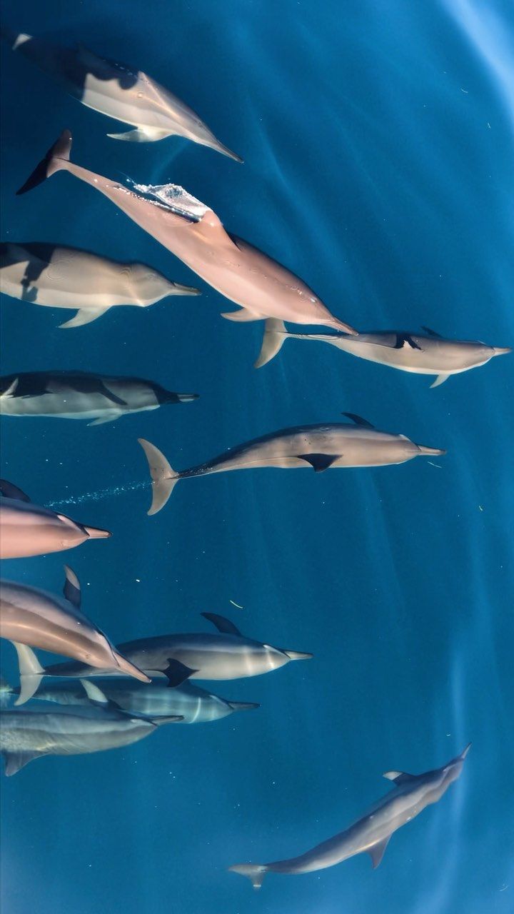 a group of dolphins swimming in the blue water with their heads above the water's surface