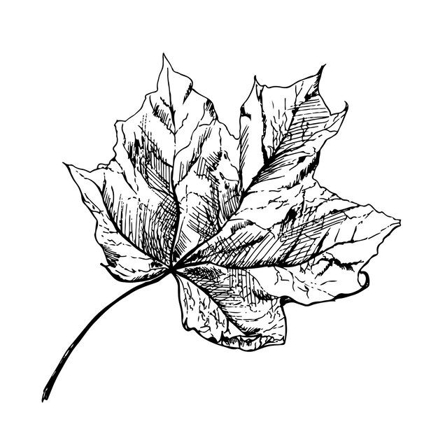 a black and white drawing of a leaf