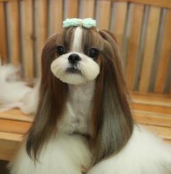 a brown and white dog sitting on top of a wooden bench