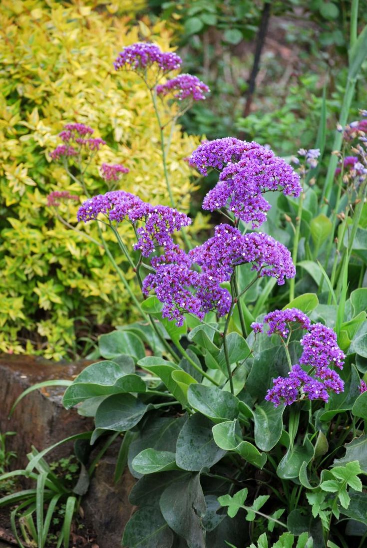 purple flowers are blooming in the garden next to some rocks and plants with green leaves