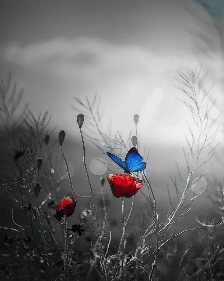 two blue butterflies sitting on top of red flowers in front of a cloudy sky and mountains