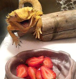 a lizard sitting on top of a table next to strawberries