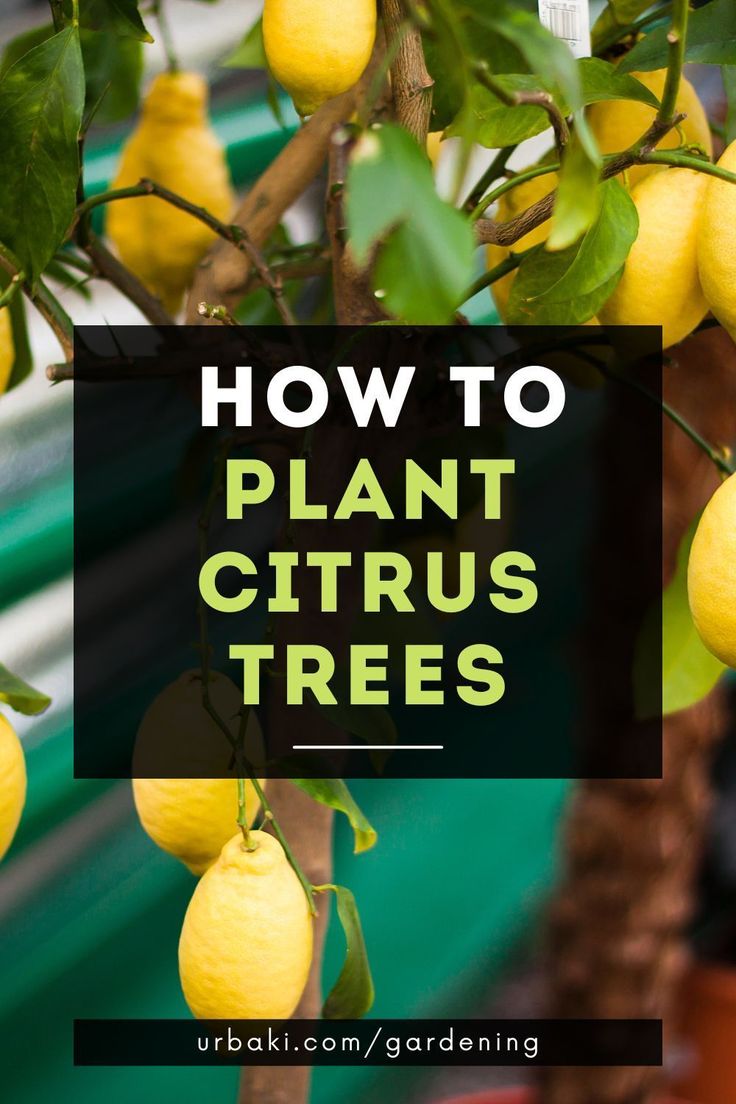 lemon tree with text overlay how to plant citrus trees