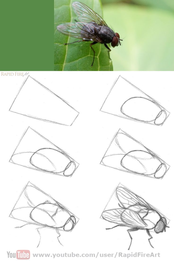 how to draw a fly on a leaf with the help of a pencil drawing technique