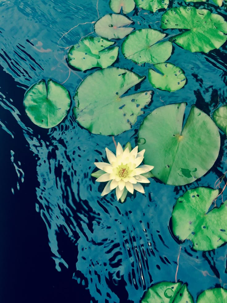 a white flower floating on top of water surrounded by lily pads