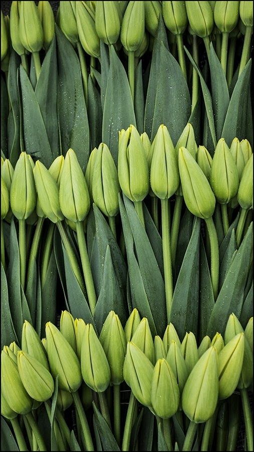 many green tulips are arranged in rows