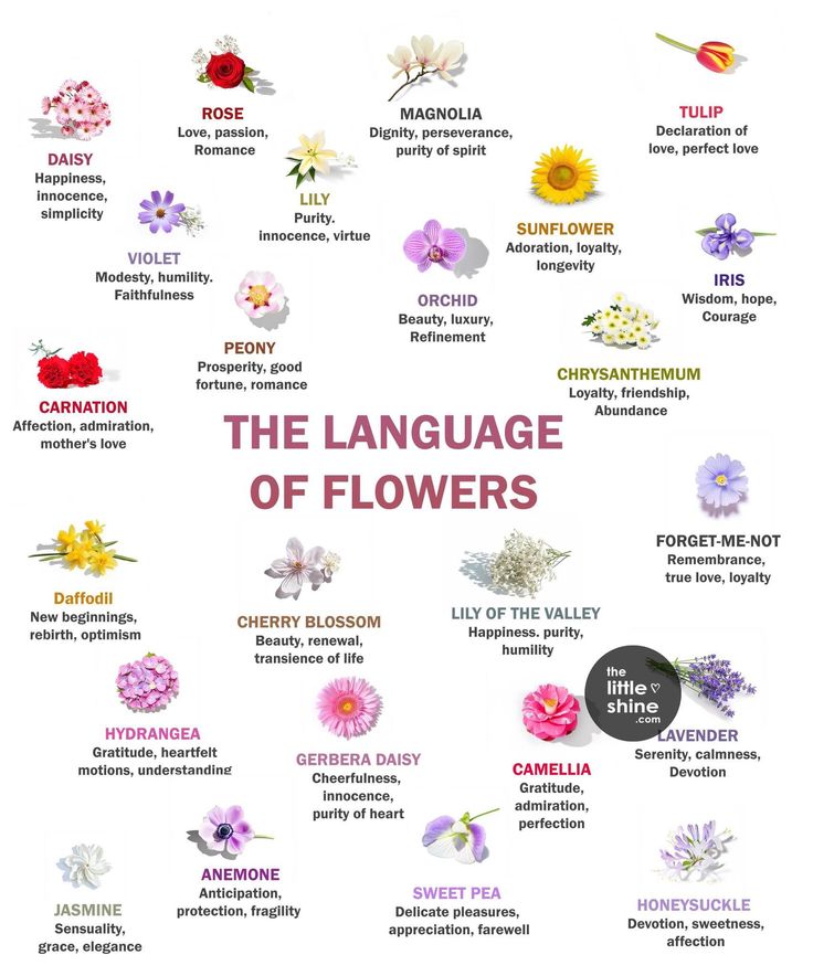 the language of flowers is shown in this poster, which shows different types of flowers