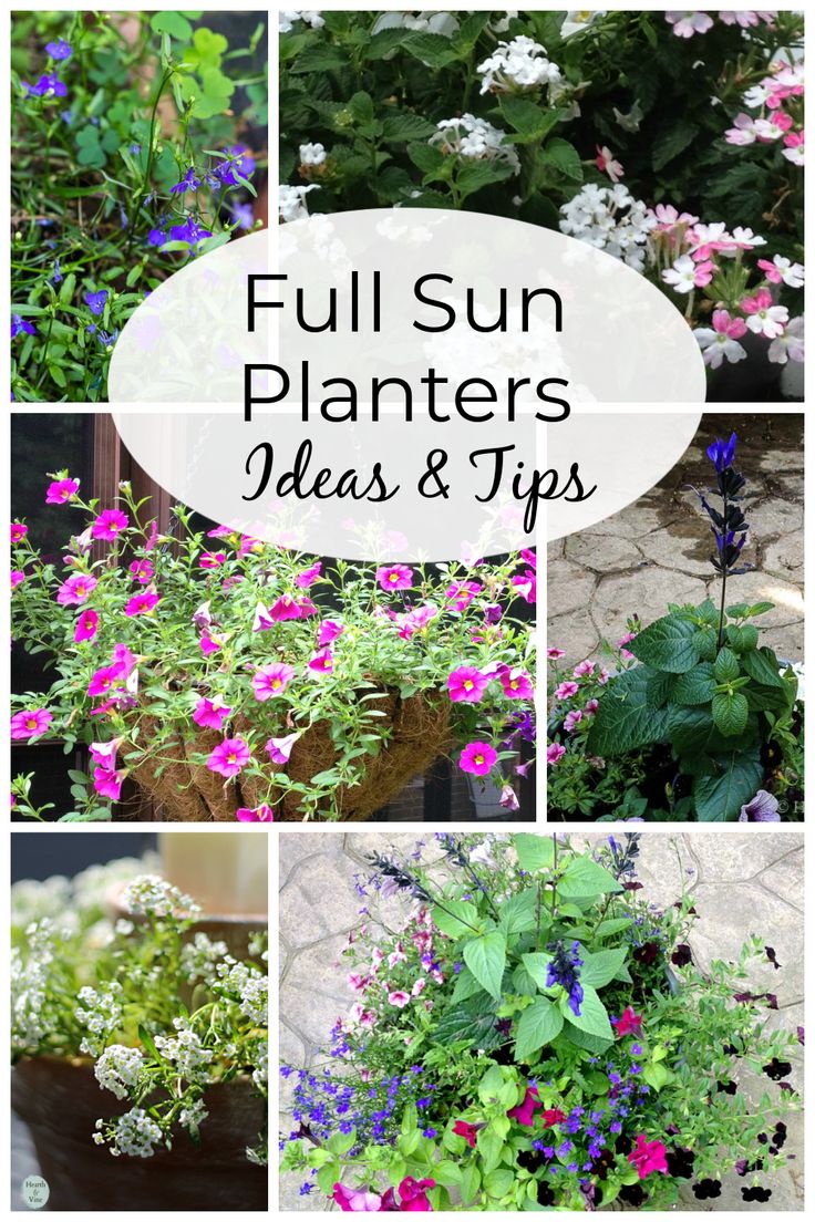 several different types of flowers and plants with the words full sun planters ideas and tips