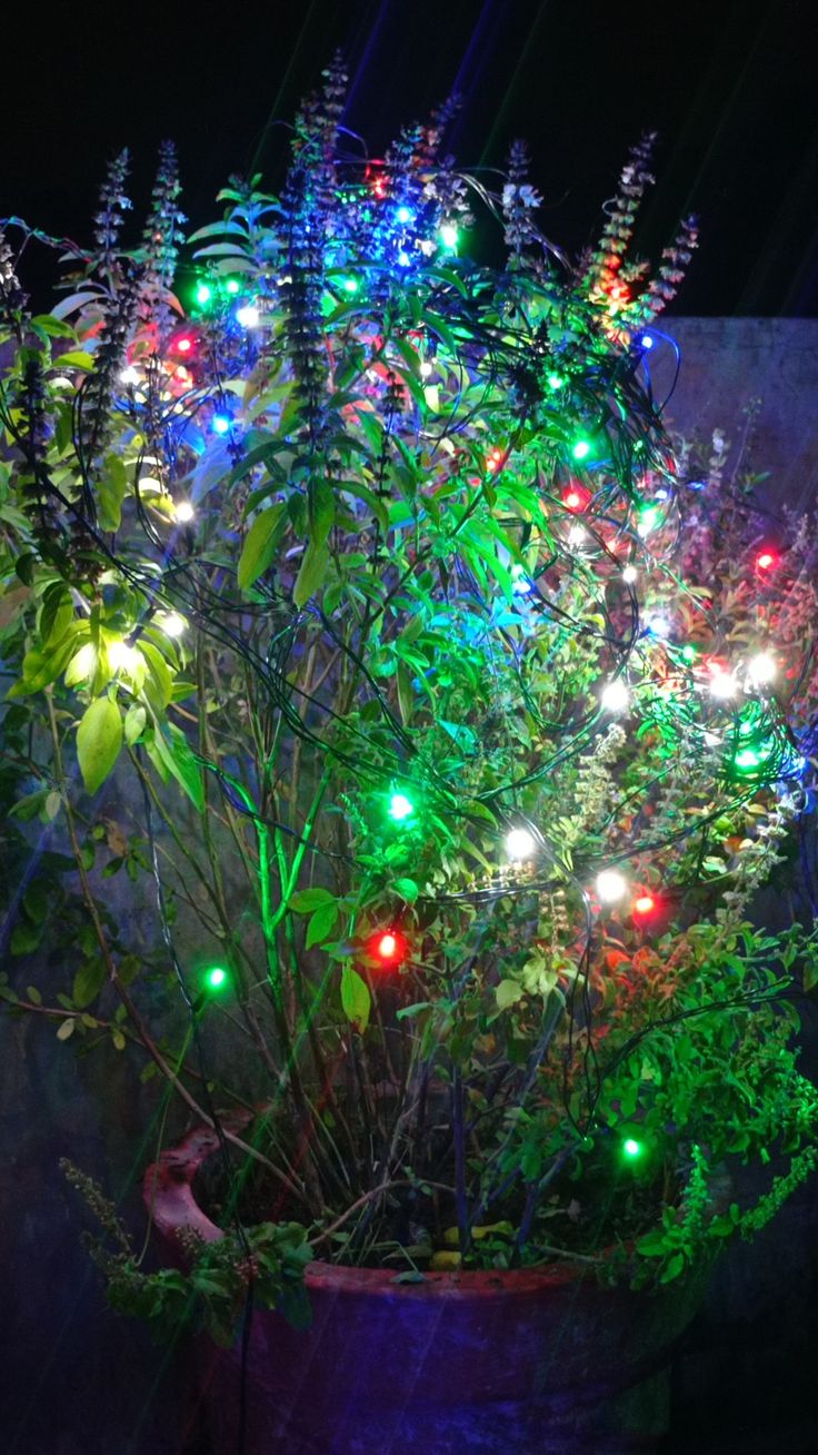 a potted plant with christmas lights in it