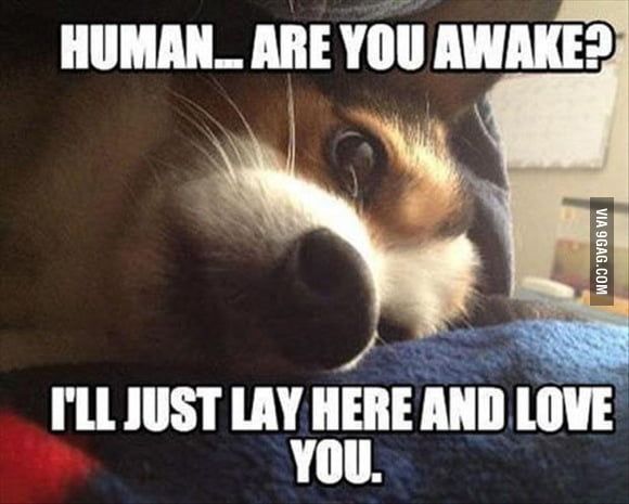 a dog laying on top of a bed with the caption human are you awake? i'll just lay here and love you