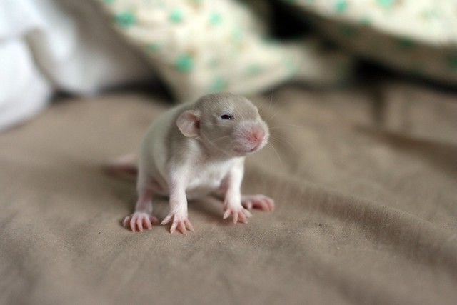 a small white rat sitting on top of a bed