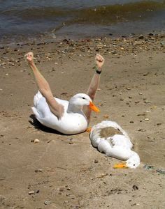 a person laying on the beach with their feet in the air and two ducks sitting next to them