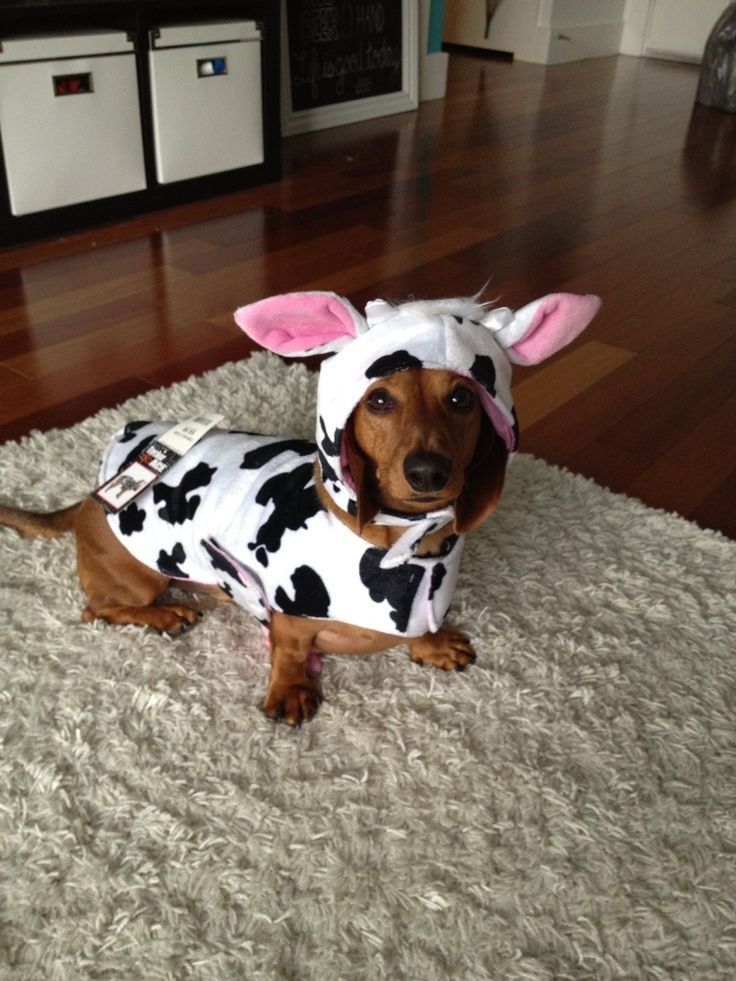 a dog dressed in a cow costume sitting on the floor with his ears up and tongue out