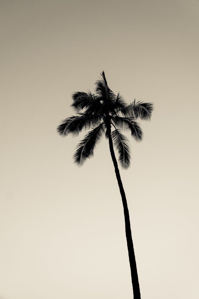 a black and white photo of a palm tree