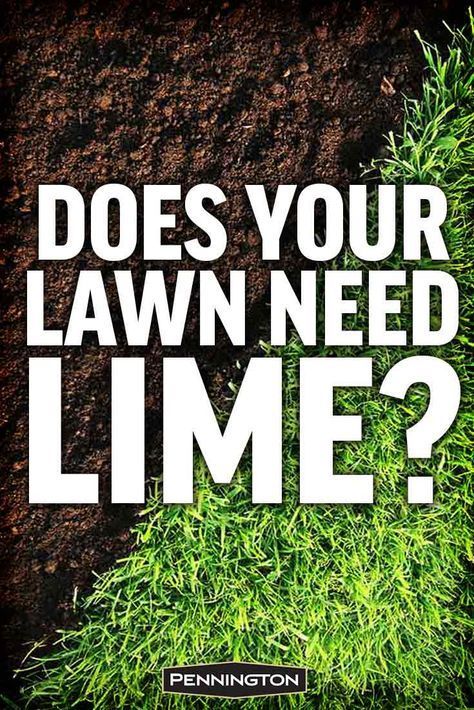 a lawn with the words does your lawn need time? on it and an image of grass