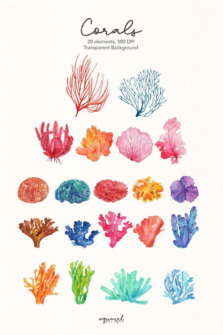 watercolor seaweed and corals are featured in the book's cover page