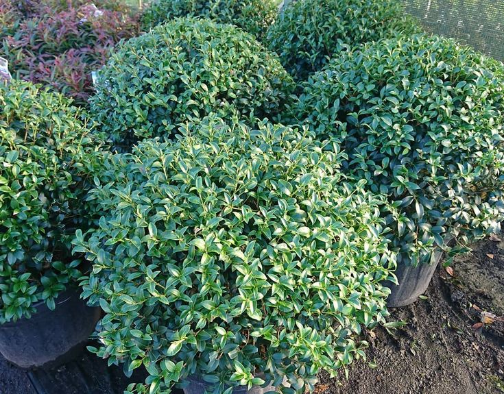 several potted plants are lined up in the dirt