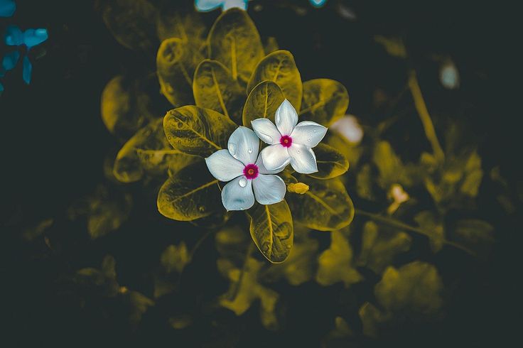 a white flower with red center sitting on top of some green leafy plants in the dark