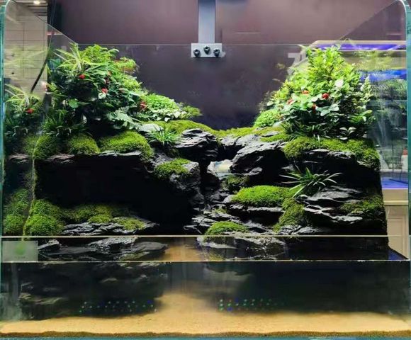 an aquarium filled with plants and rocks