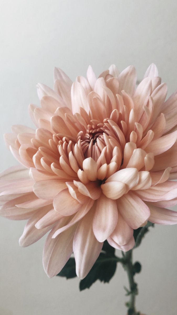 a large pink flower is in a vase