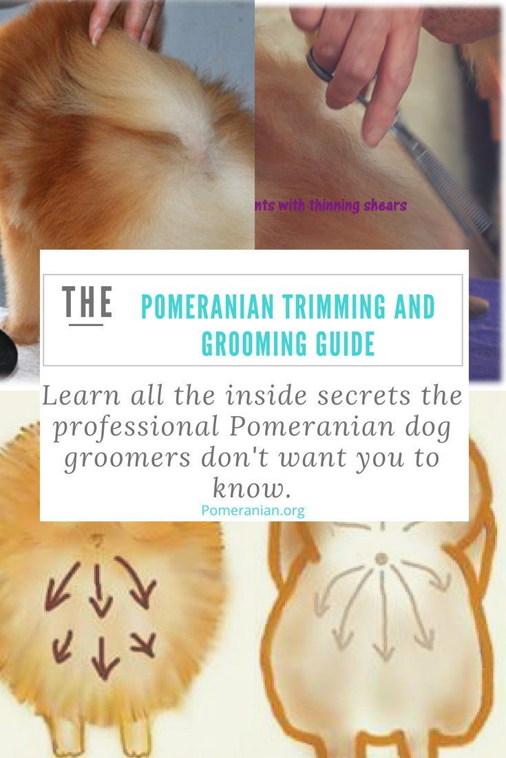 the pomeranian trimming and grooming guide is shown in three different pictures, including an orange dog's head