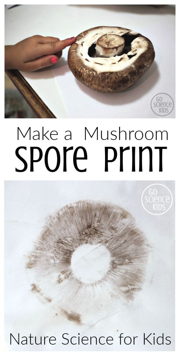 make a mushroom spore print for kids to learn how to use it in the classroom