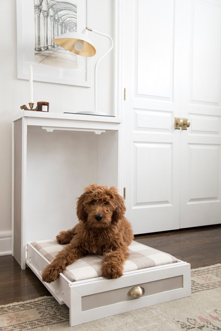 a brown dog sitting on top of a white ottoman