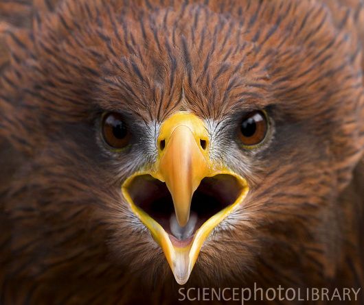 a close up view of the head and beak of an eagle