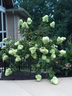 a bush with green flowers in front of a house