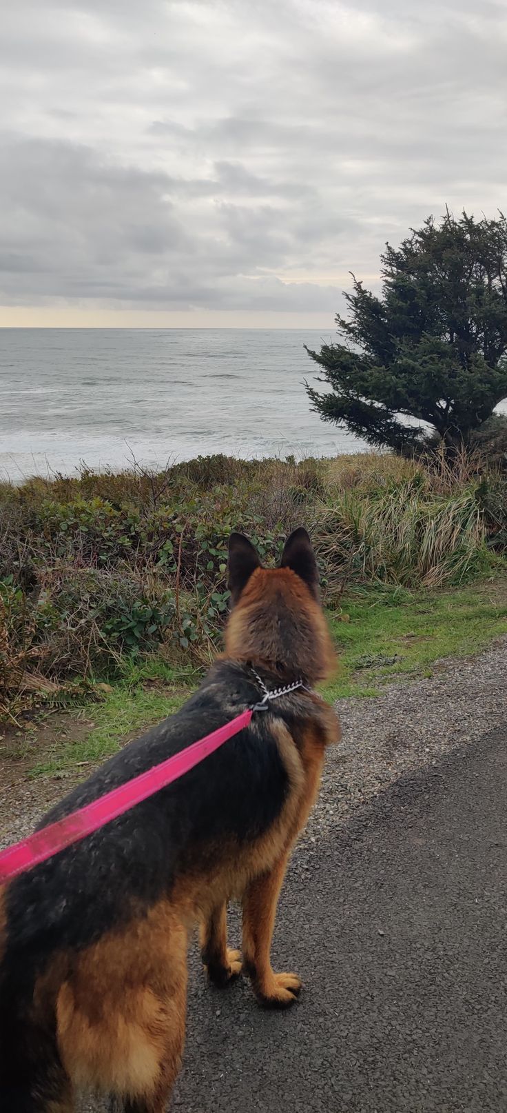 a dog with a pink leash standing on the side of a road