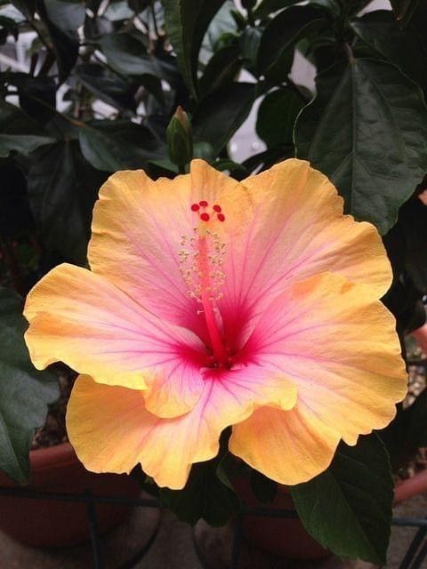 a pink and yellow flower in a pot