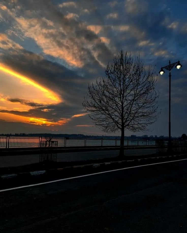 the sun is setting behind a tree and some street lights in front of a body of water